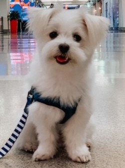 Sparky