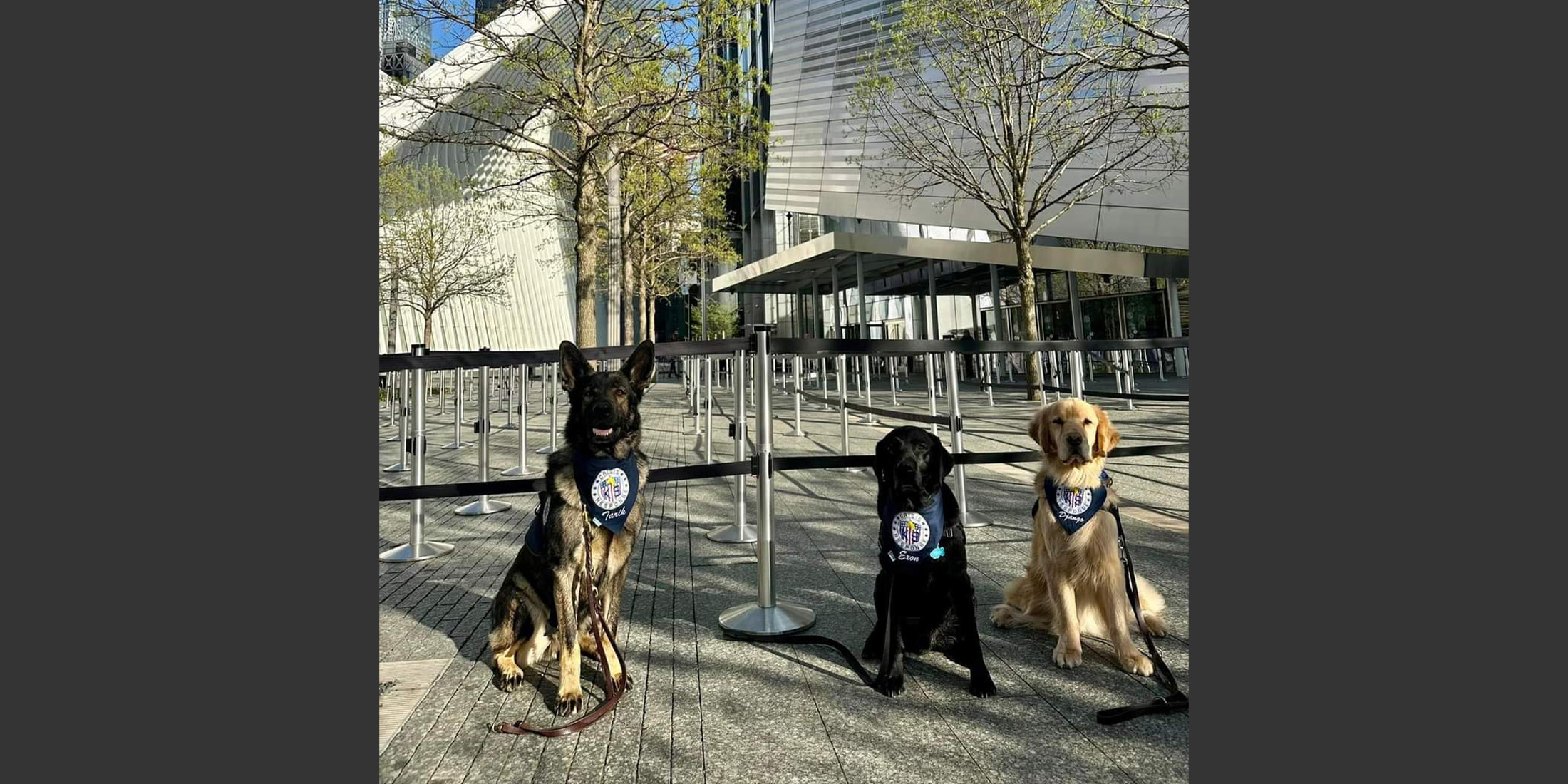 Wagging Tails Brigade 