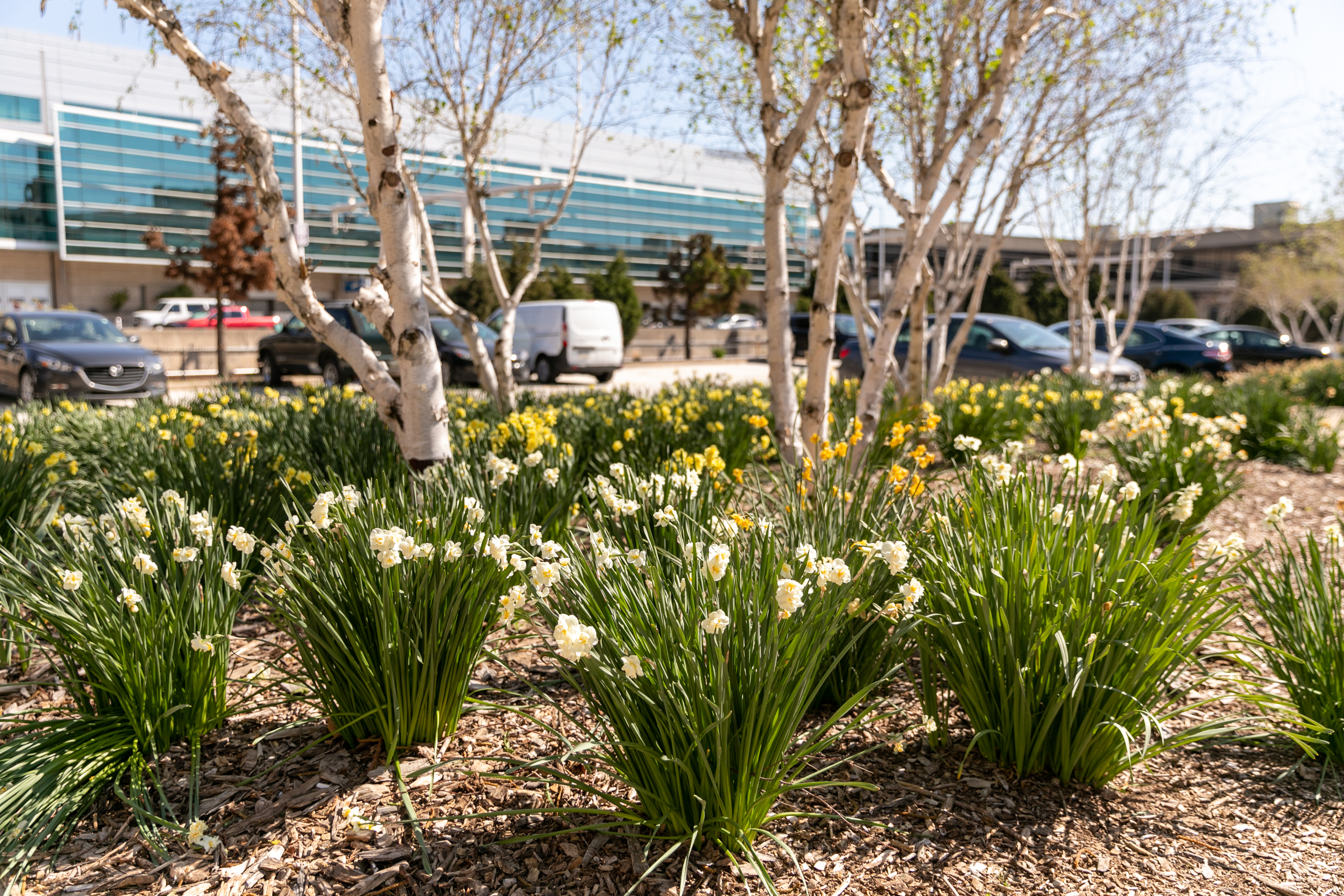 Daffodils