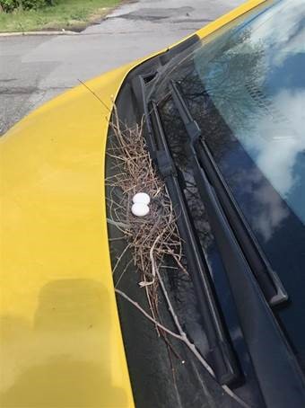 Bird nest