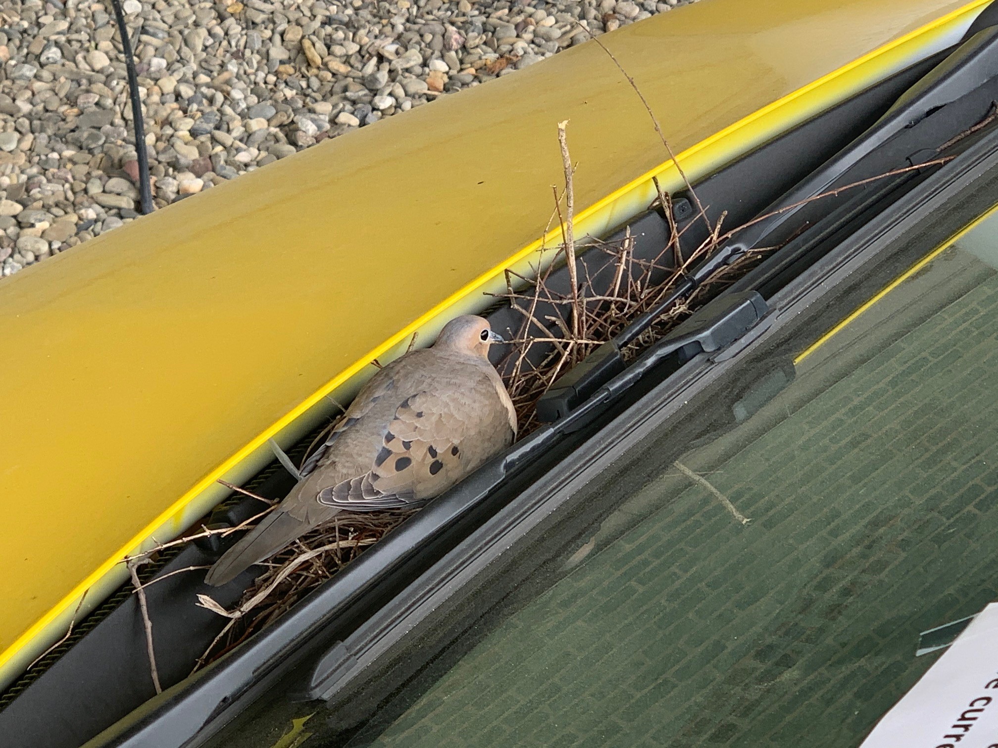 Dove car