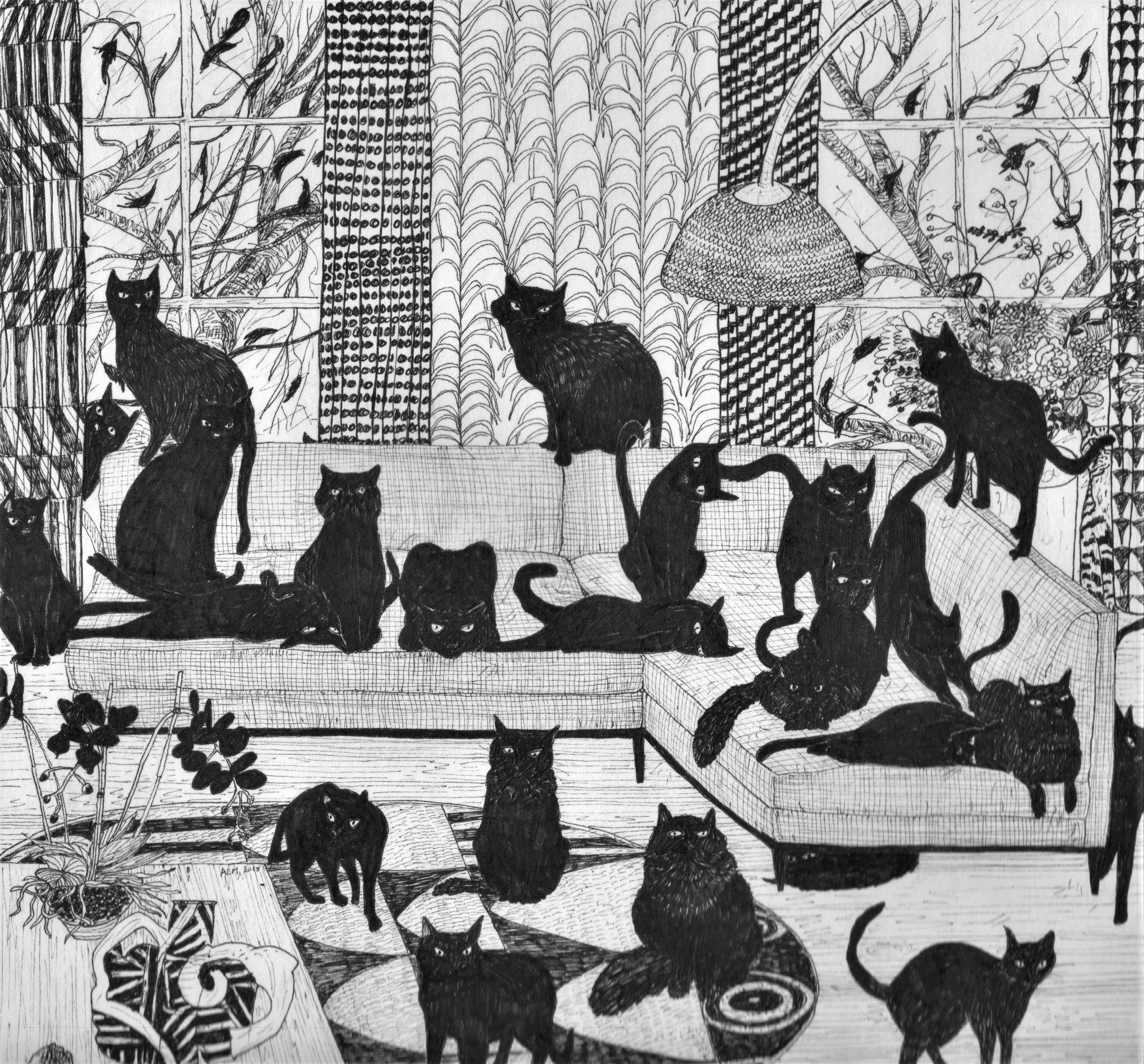 black cats